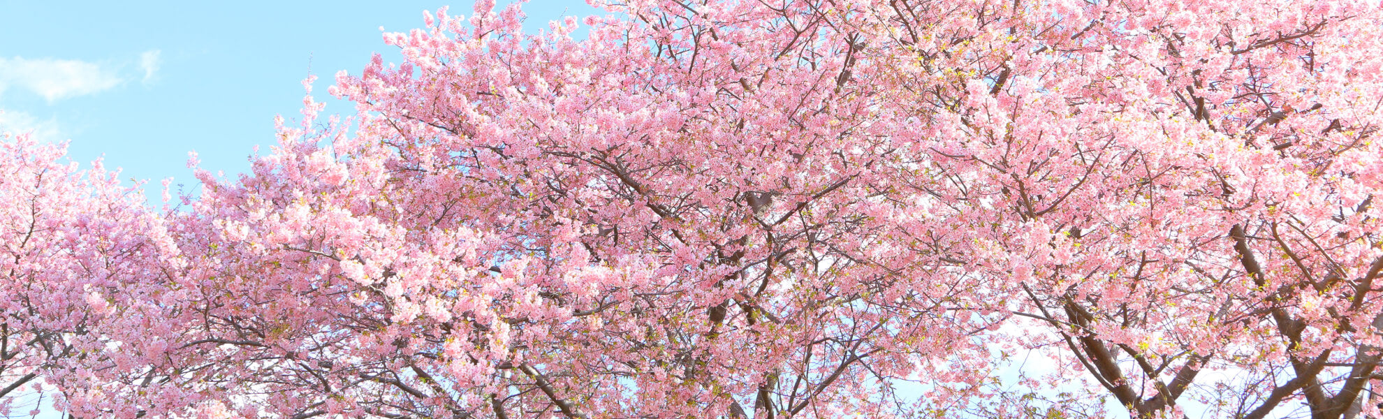 Cherry blossoms image